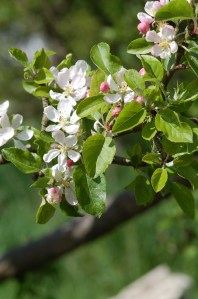 Apple Blossom 4