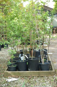 Fruit Trees