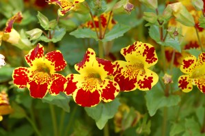 Group of Mimulus