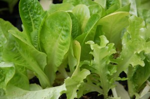 Lettuce 5