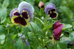 Trio of Pansies